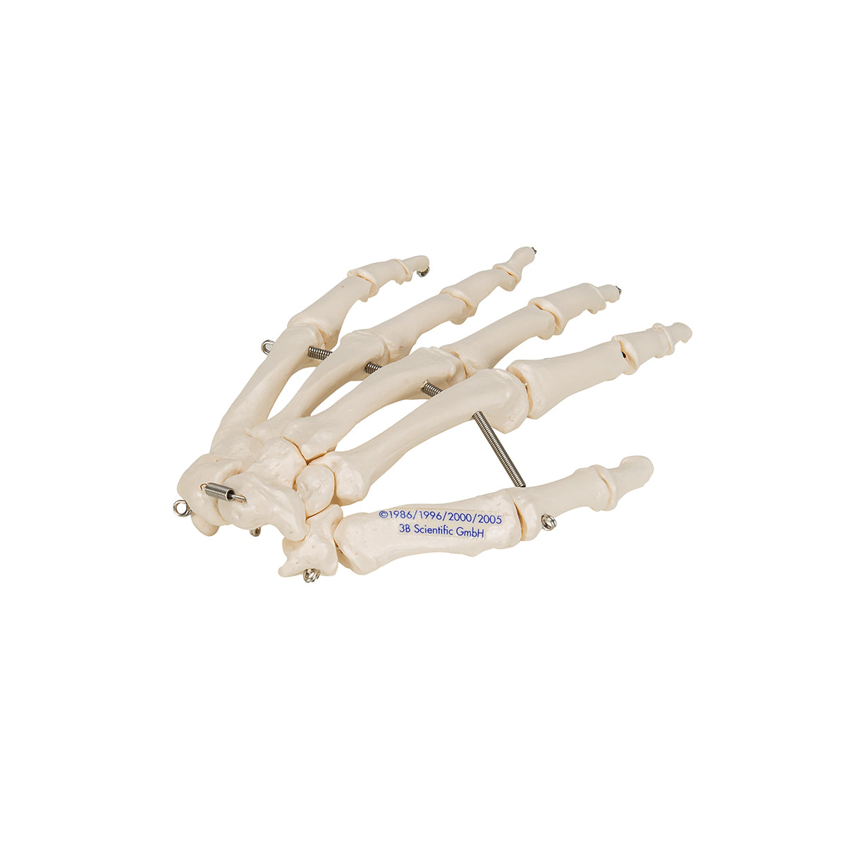 Human Hand Skeleton Model, Wire Mounted