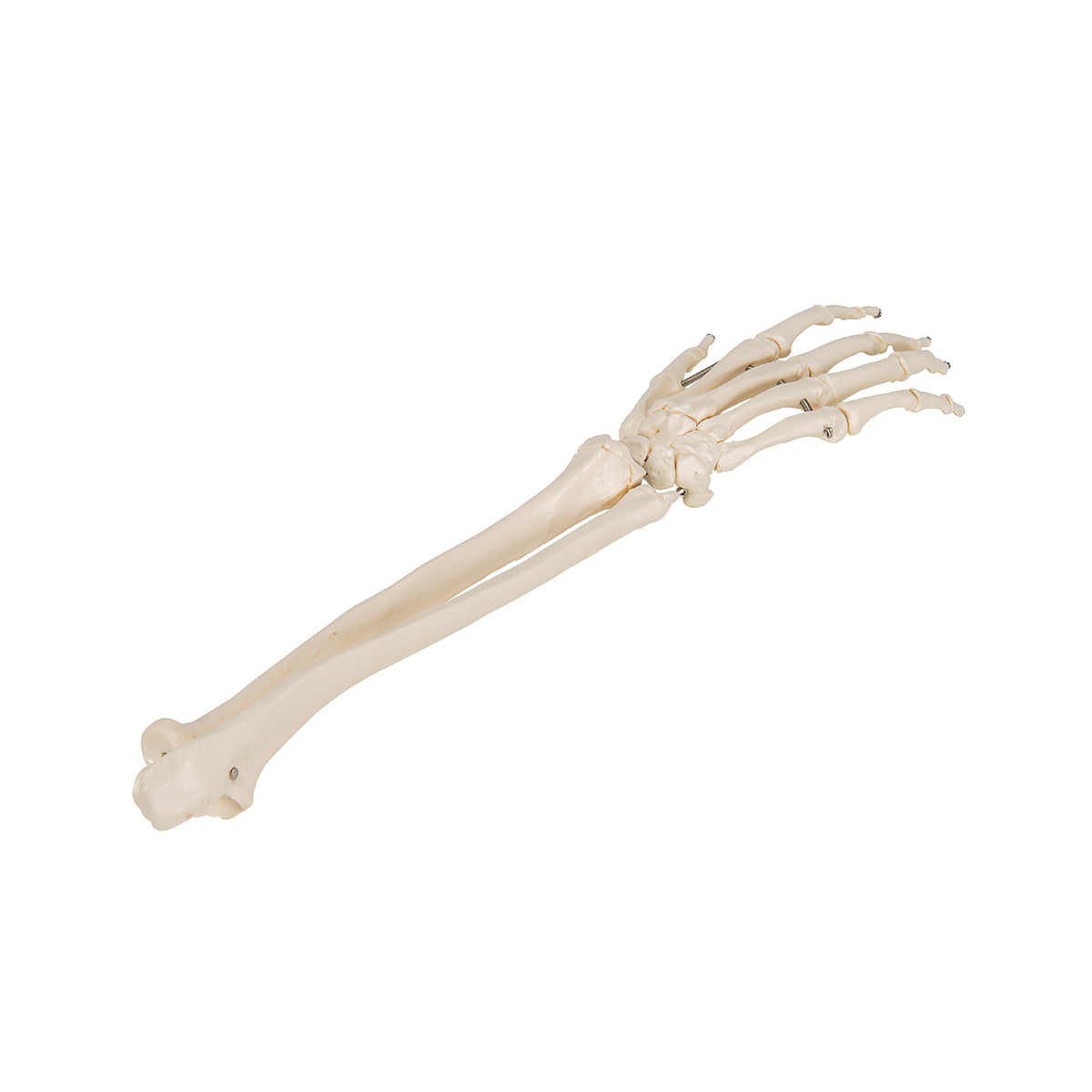 Human Hand Skeleton Model with Ulna & Radius, Wire Mounted