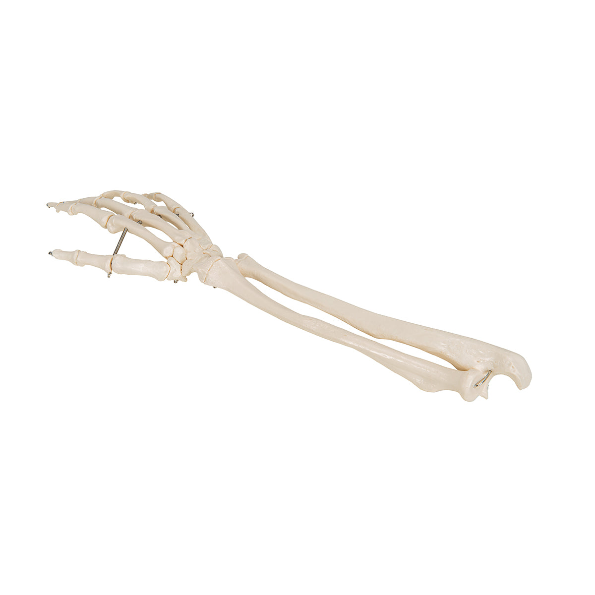 Human Hand Skeleton Model with Ulna & Radius, Wire Mounted