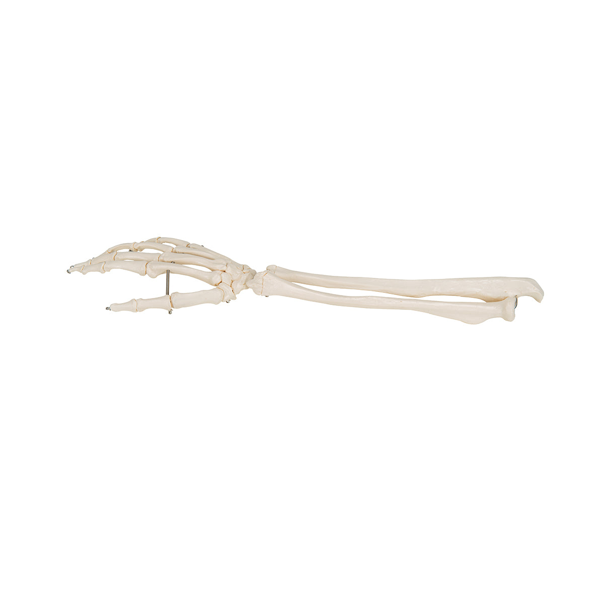 Human Hand Skeleton Model with Ulna & Radius, Wire Mounted
