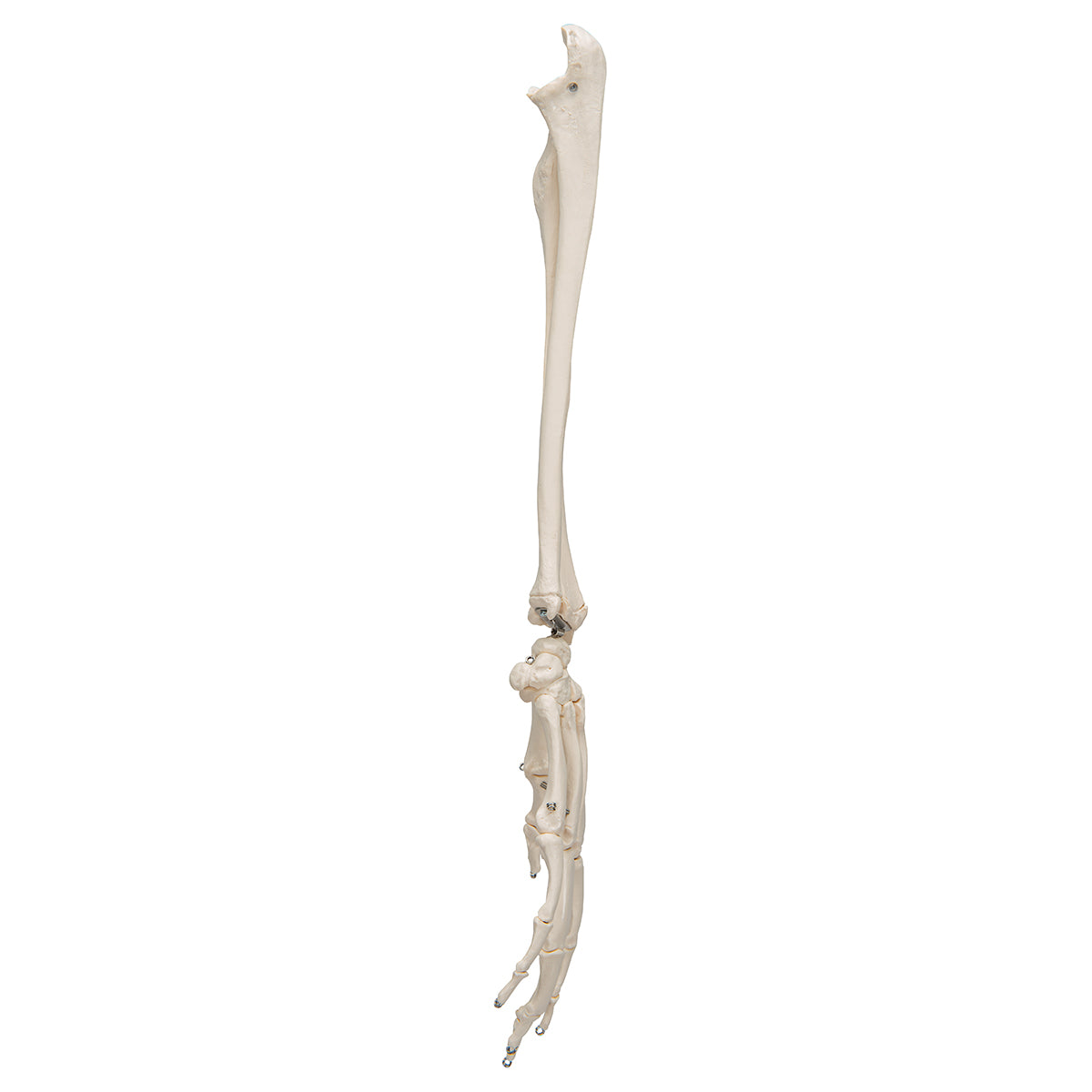 Human Hand Skeleton Model with Ulna & Radius, Wire Mounted