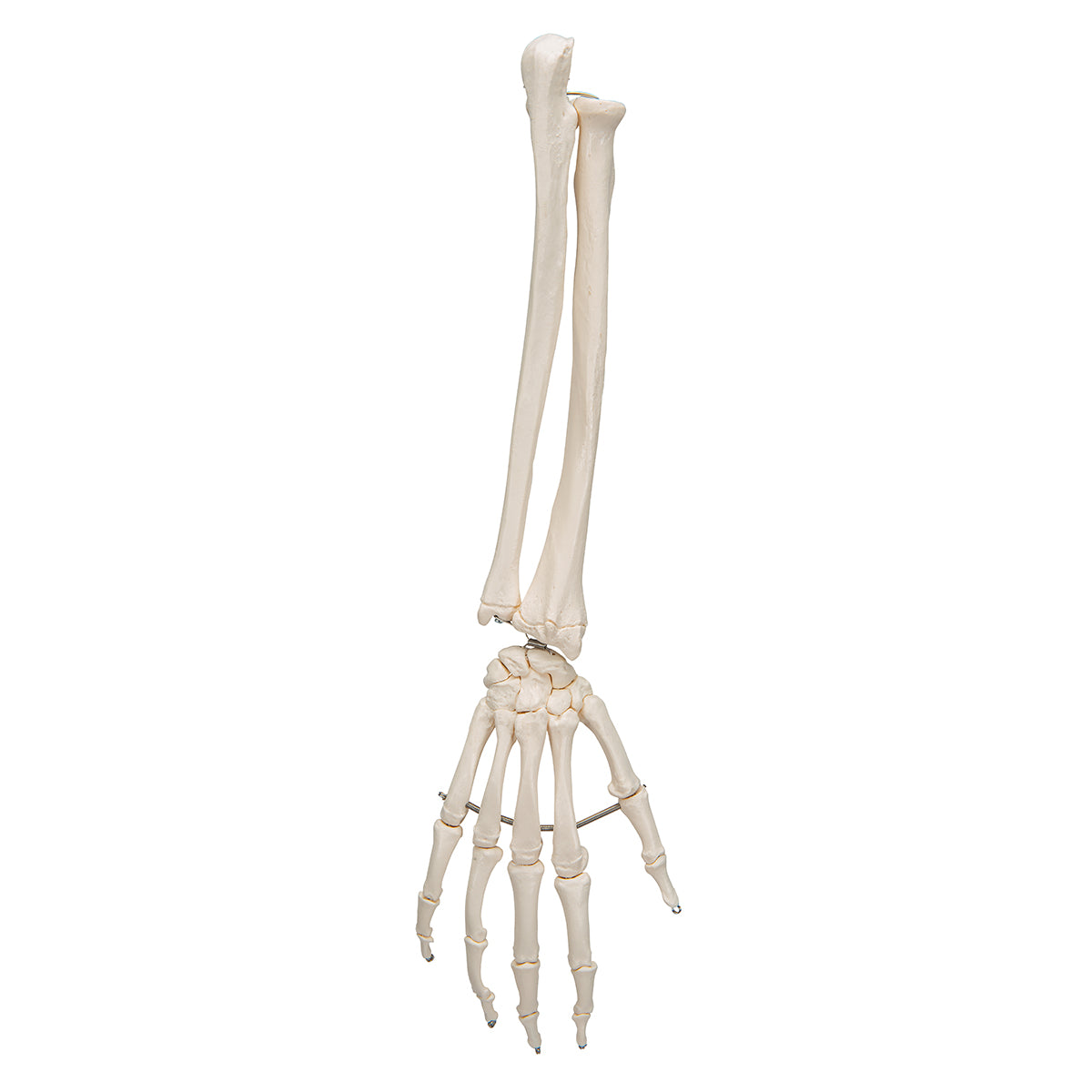 Human Hand Skeleton Model with Ulna & Radius, Wire Mounted