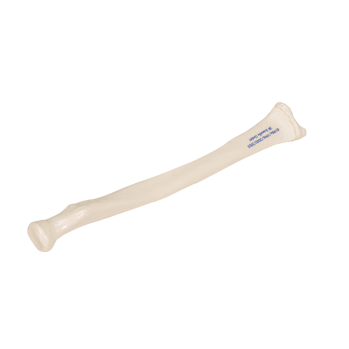 Human Radius Model