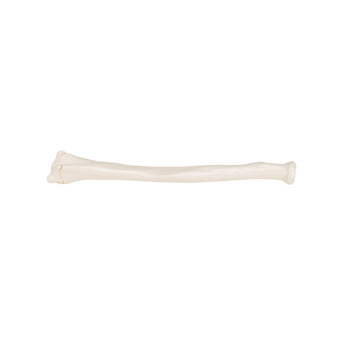 Human Radius Model