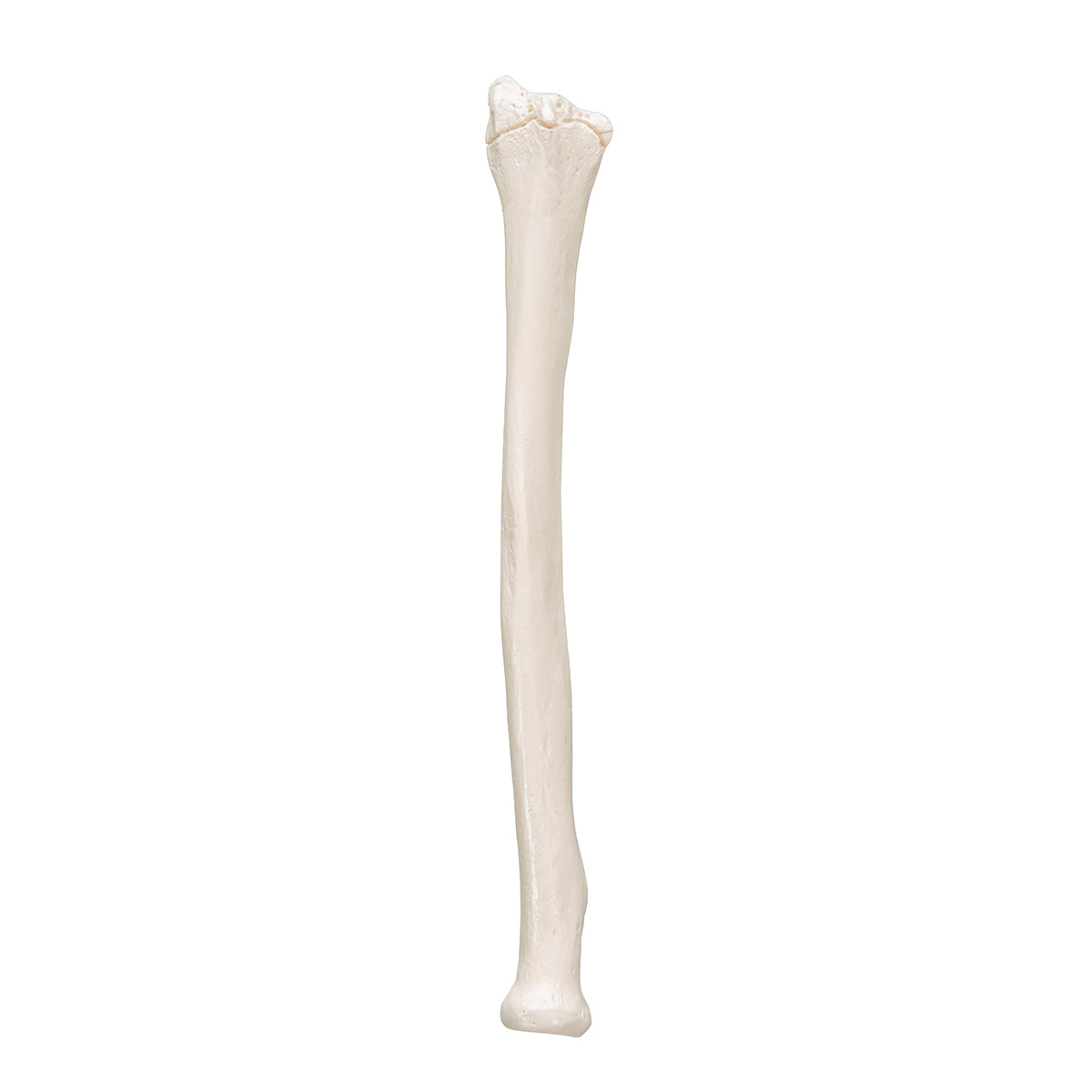 Human Radius Model