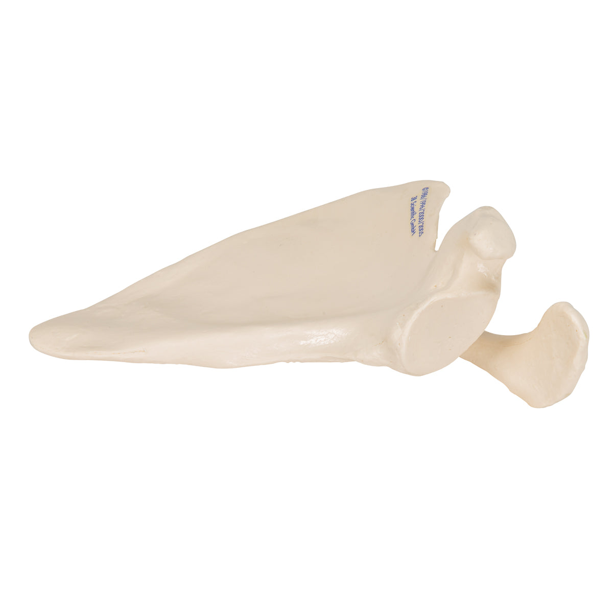 Human Scapula Model