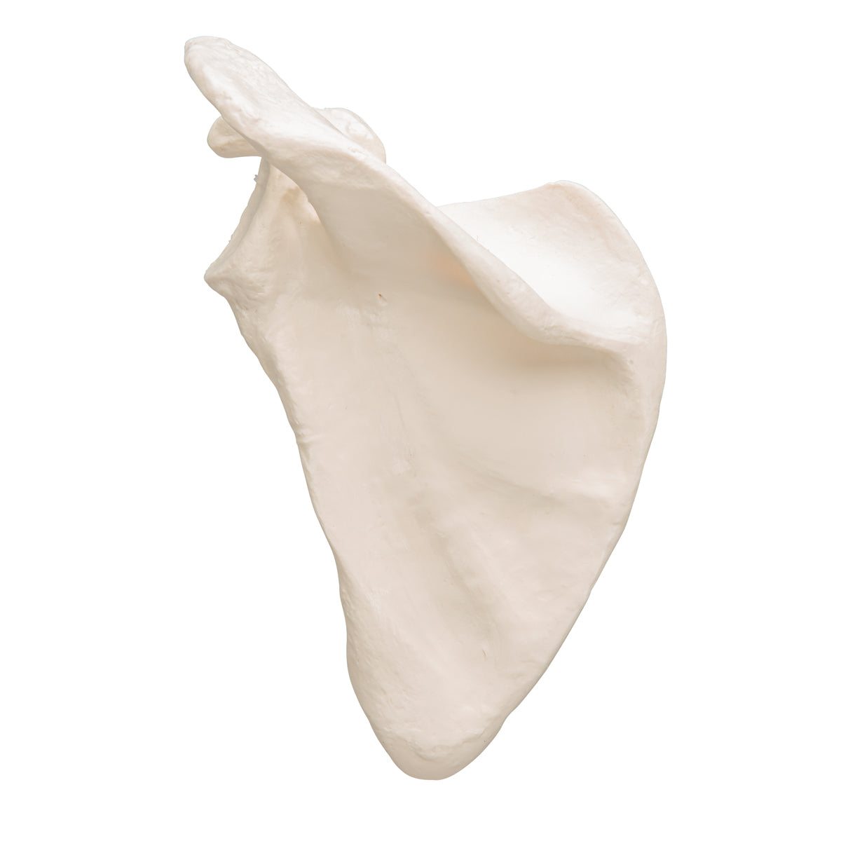 Human Scapula Model