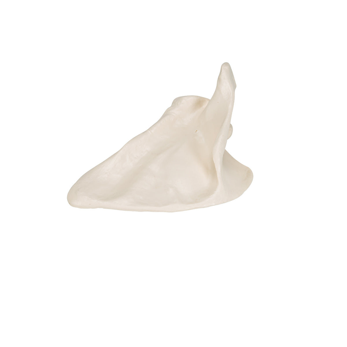 Human Scapula Model