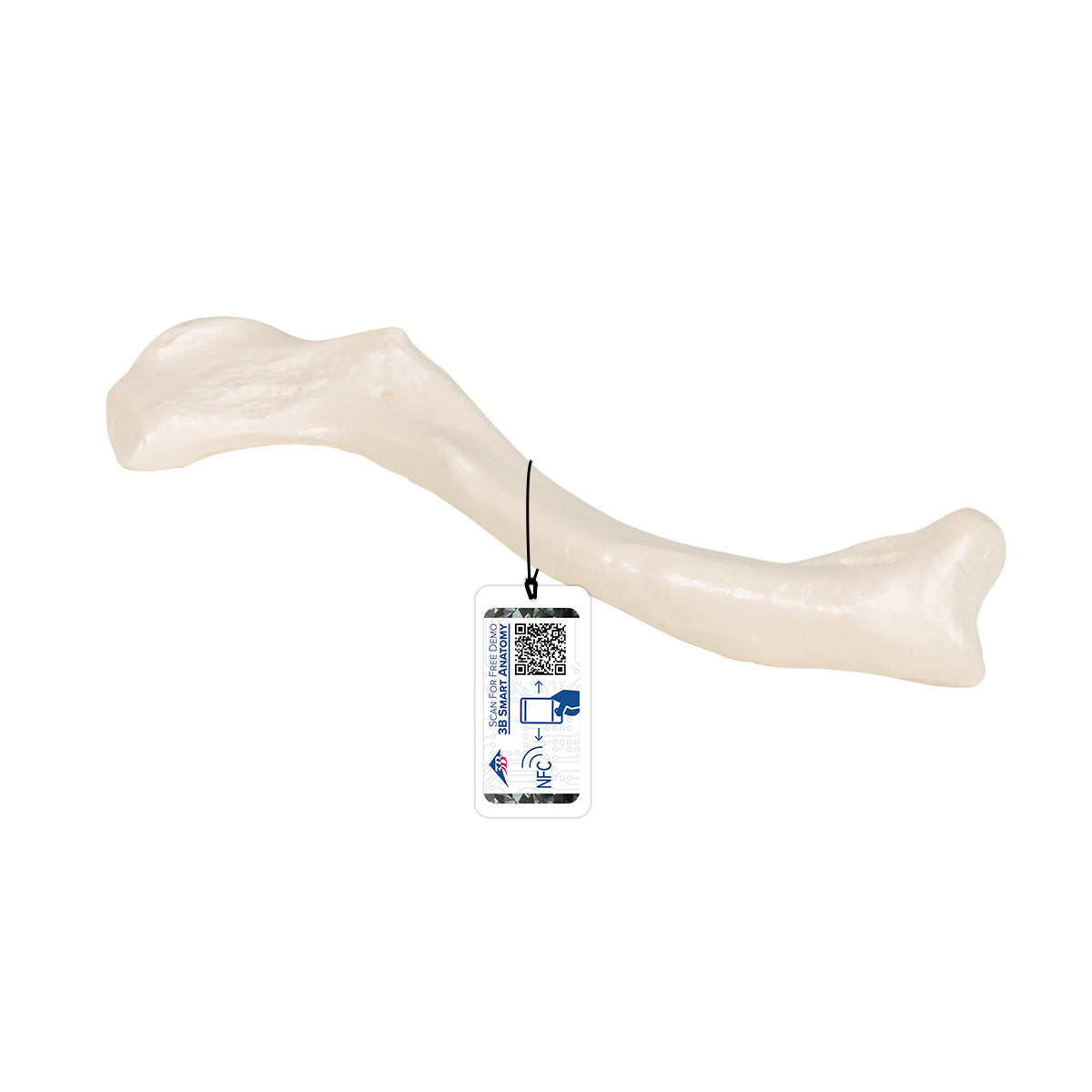 Human Clavicle Model