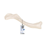 Human Clavicle Model