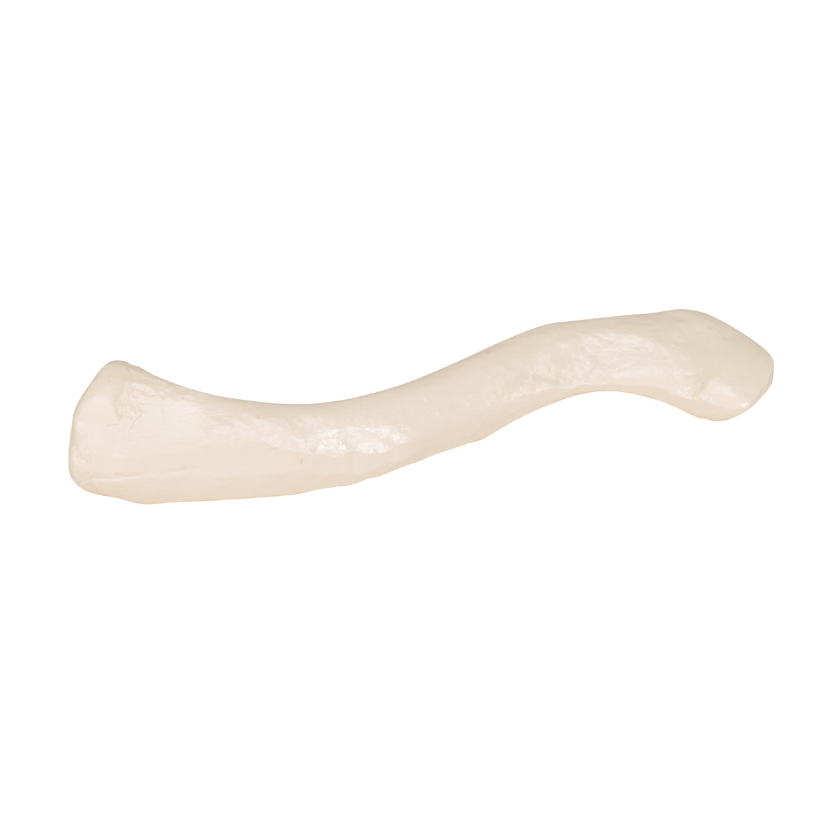 Human Clavicle Model