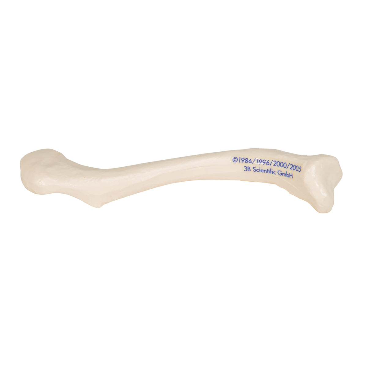 Human Clavicle Model