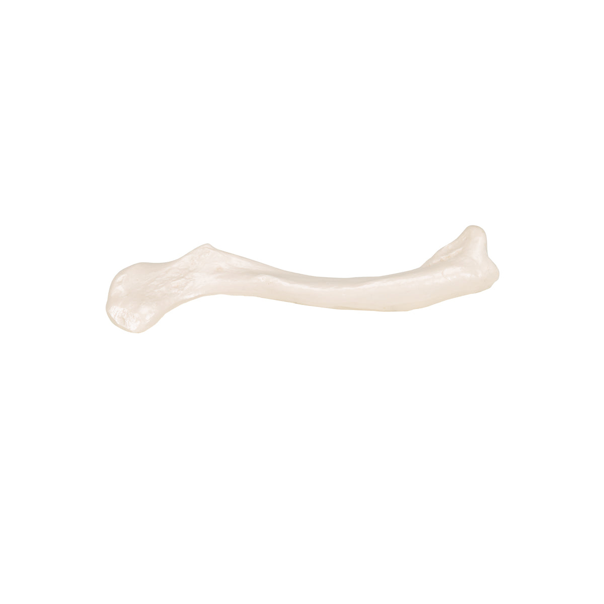 Human Clavicle Model