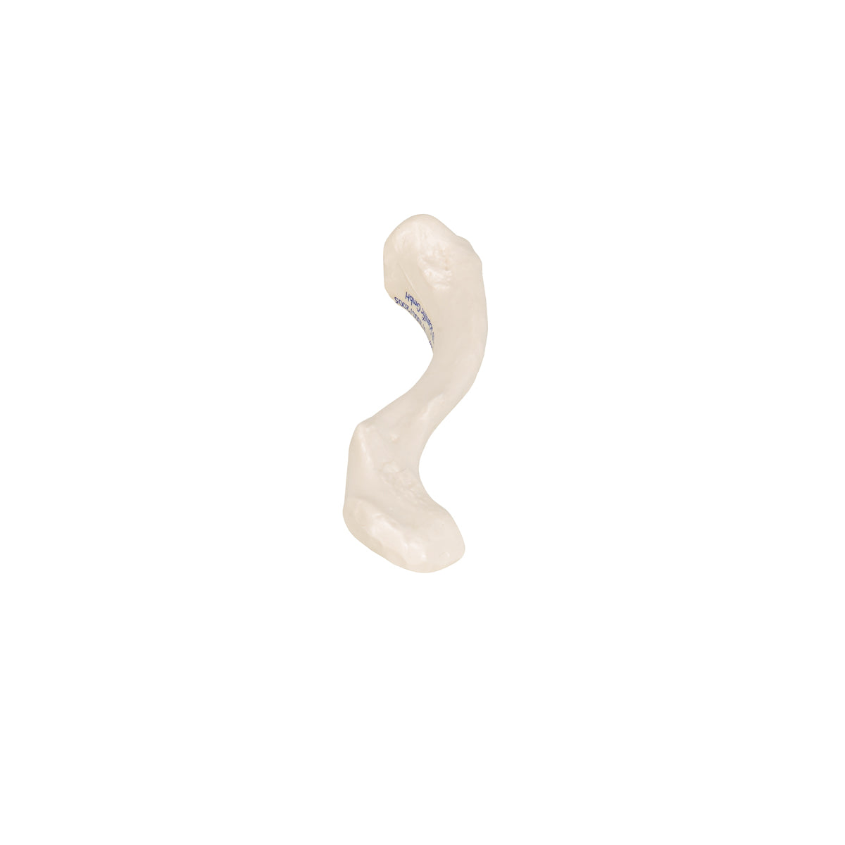 Human Clavicle Model