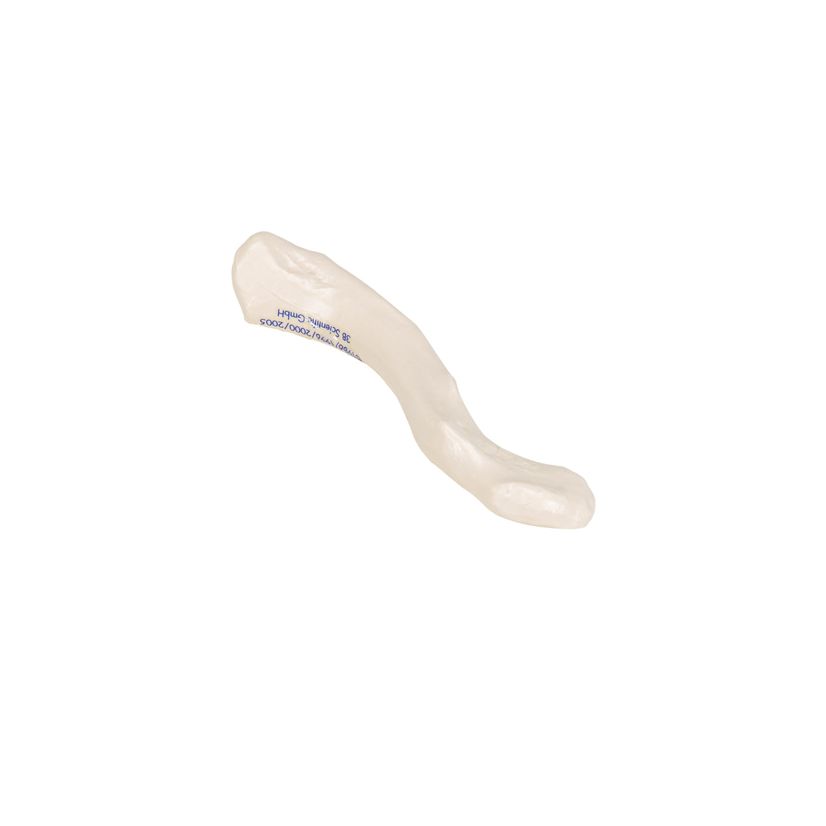 Human Clavicle Model