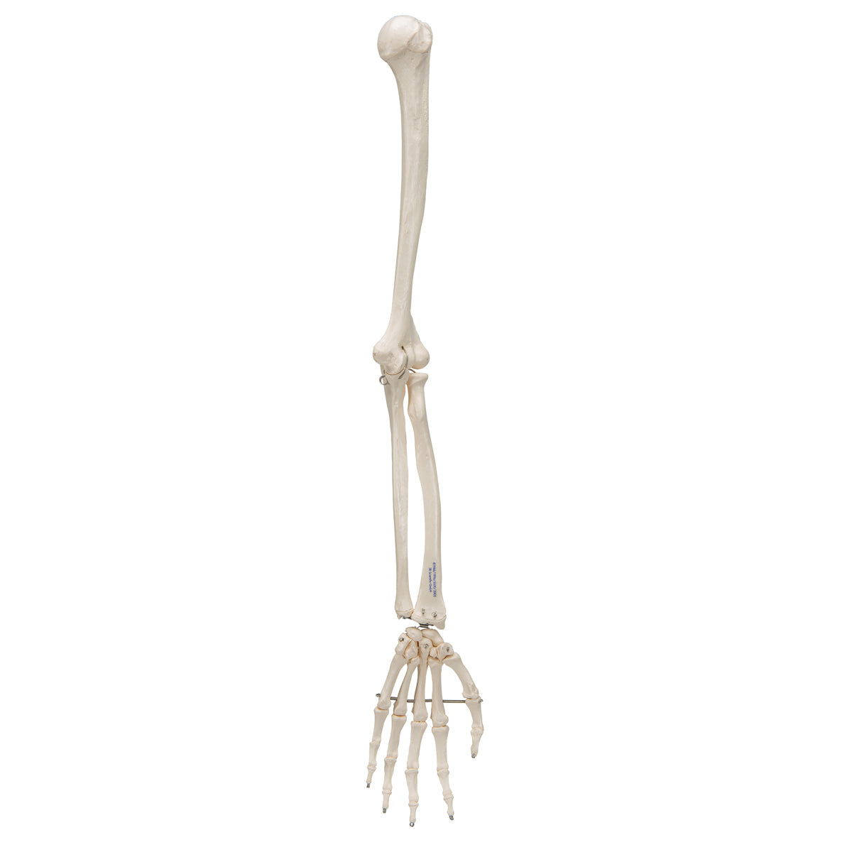 Human Arm Skeleton Model, Wire Mounted