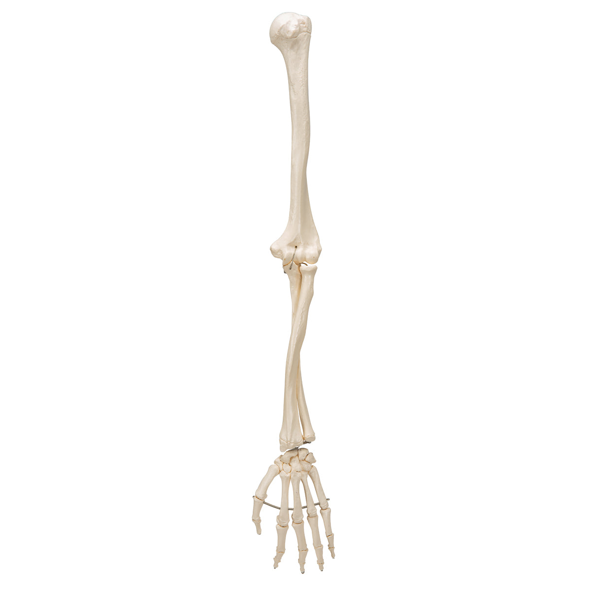 Human Arm Skeleton Model, Wire Mounted