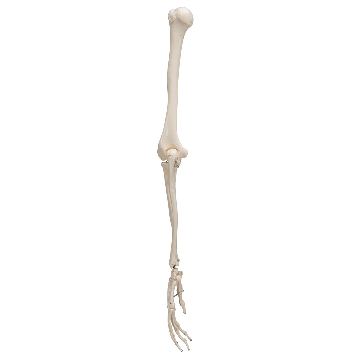 Human Arm Skeleton Model, Wire Mounted