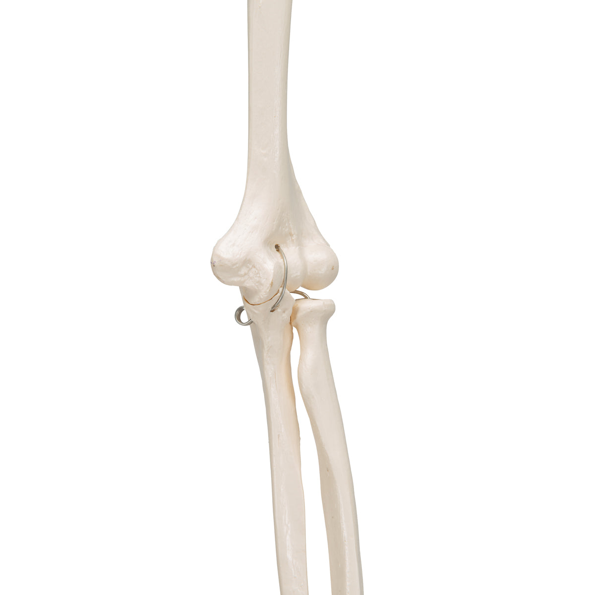 Human Arm Skeleton Model, Wire Mounted