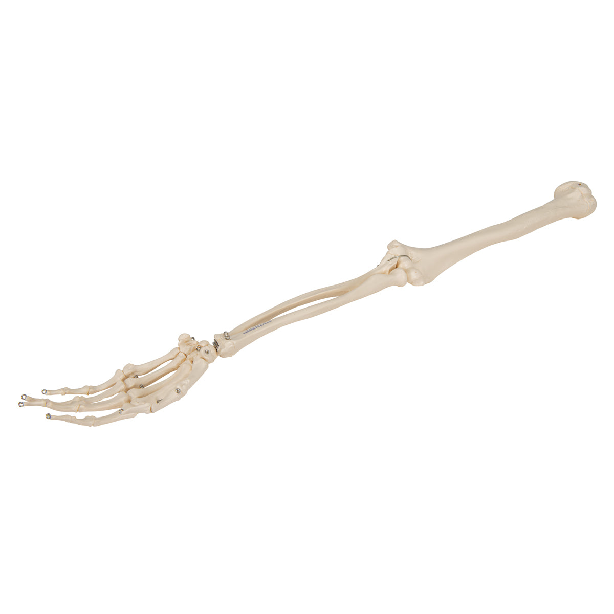 Human Arm Skeleton Model, Wire Mounted