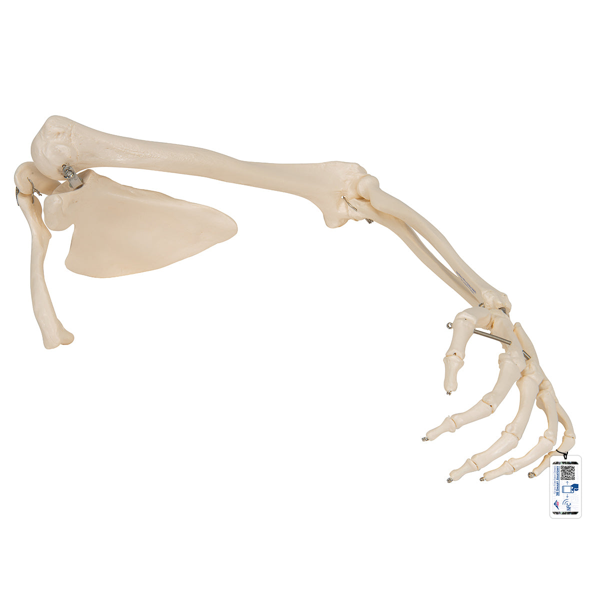 Human Arm Skeleton Model with Scapula & Clavicle