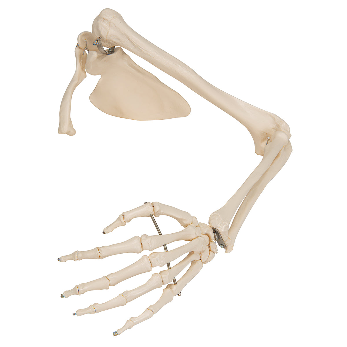 Human Arm Skeleton Model with Scapula & Clavicle