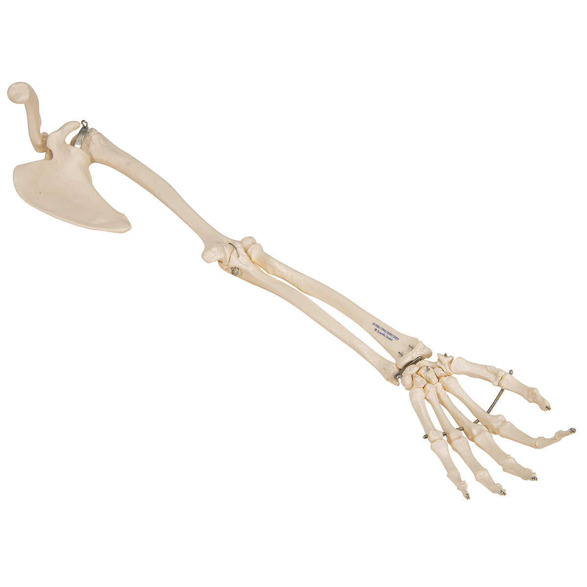 Human Arm Skeleton Model with Scapula & Clavicle