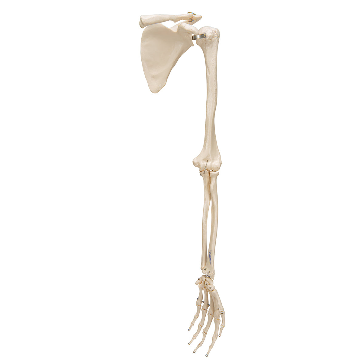 Human Arm Skeleton Model with Scapula & Clavicle