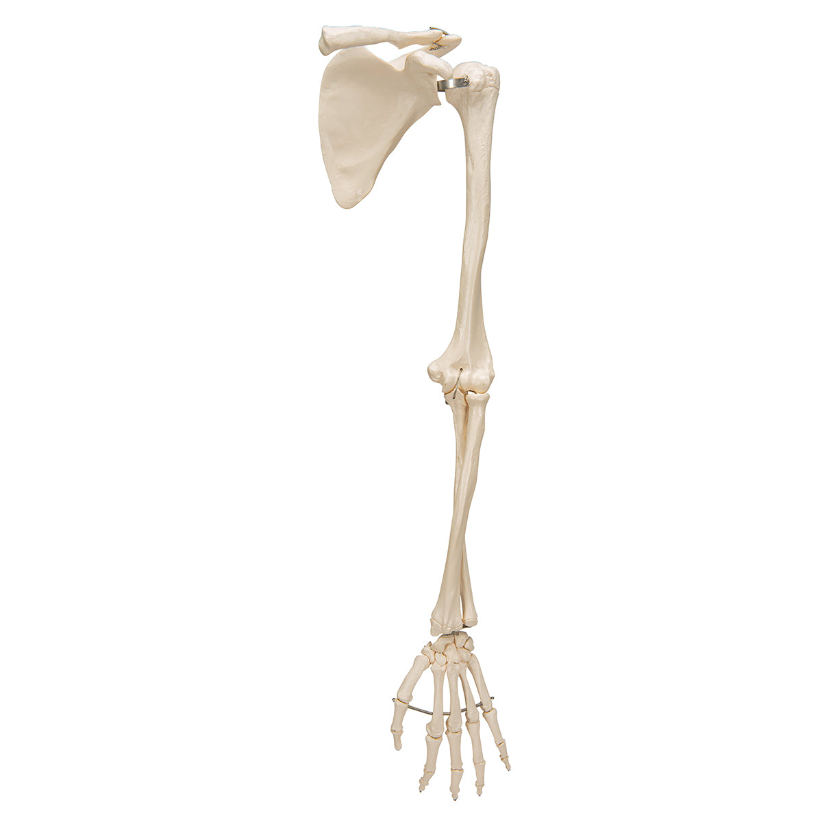 Human Arm Skeleton Model with Scapula & Clavicle