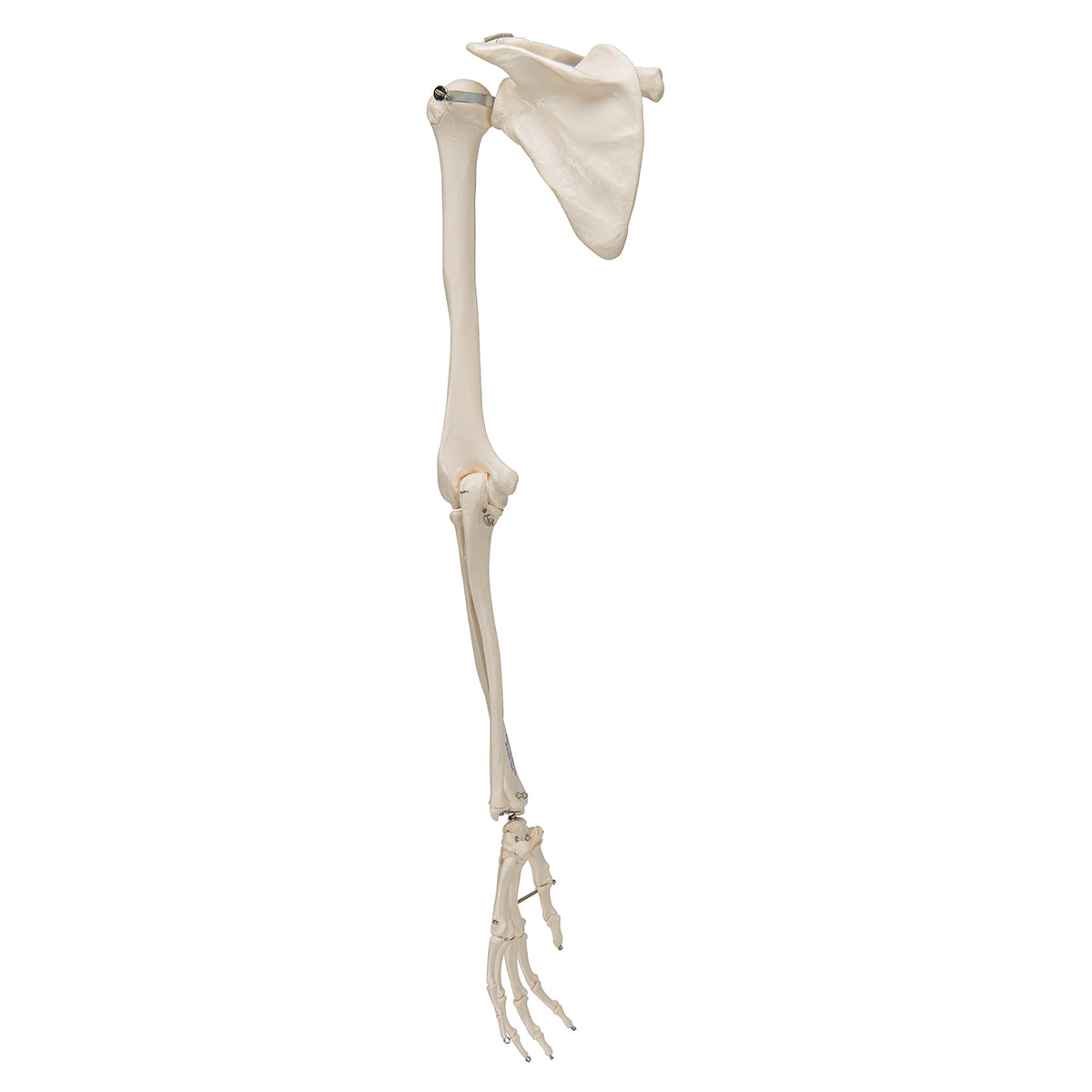 Human Arm Skeleton Model with Scapula & Clavicle