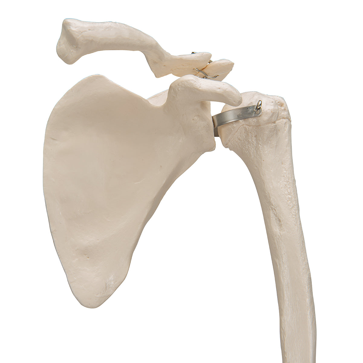 Human Arm Skeleton Model with Scapula & Clavicle
