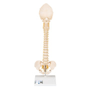 BONElike Child's Vertebral Column Model