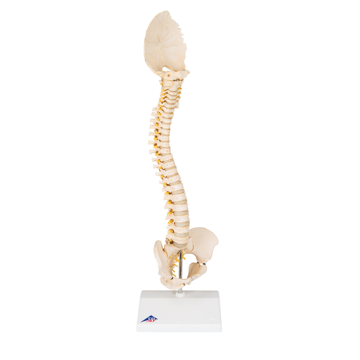 BONElike Child's Vertebral Column Model