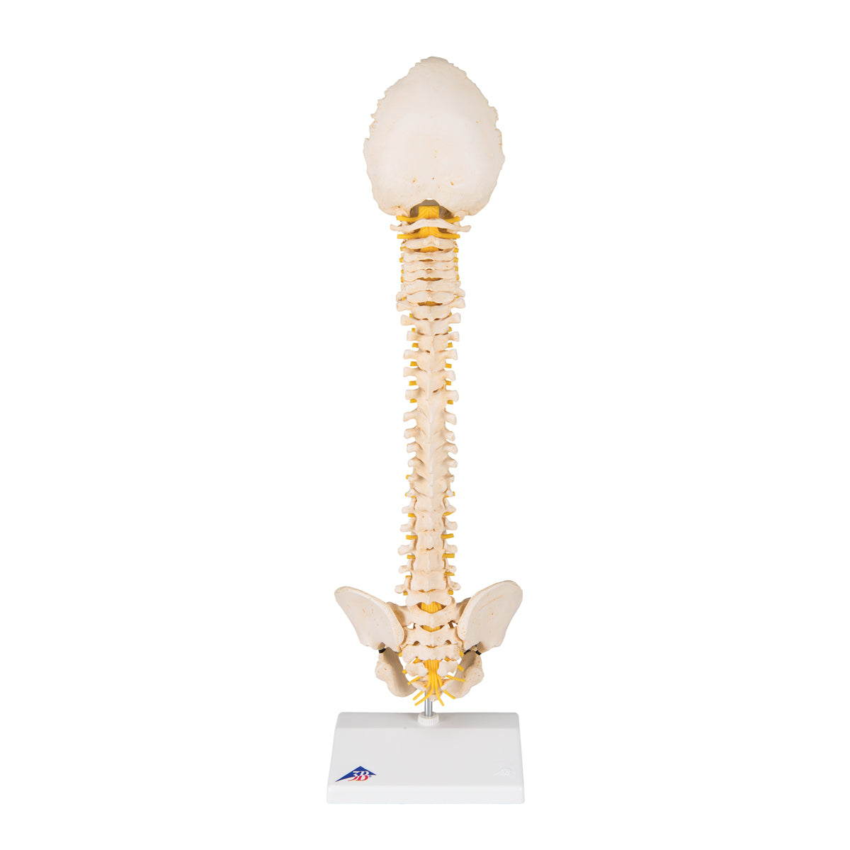 BONElike Child's Vertebral Column Model