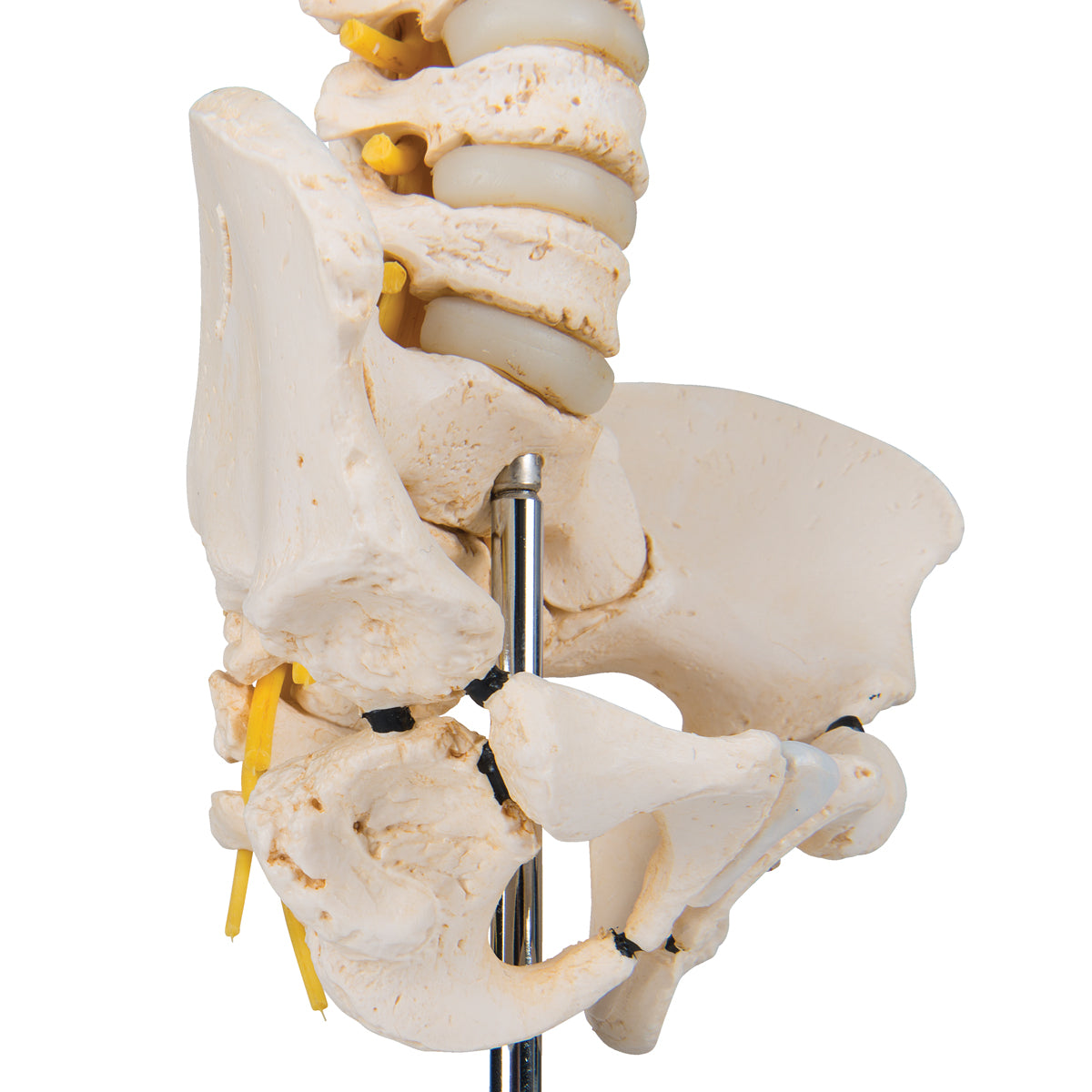 BONElike Child's Vertebral Column Model