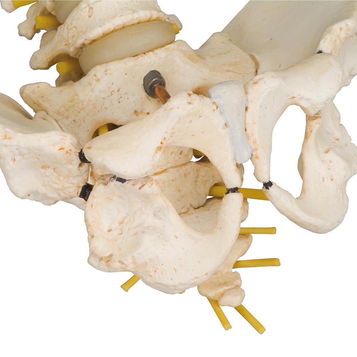 BONElike Child's Vertebral Column Model