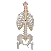 Classic Flexible Human Spine Model with Ribs & Femur Heads