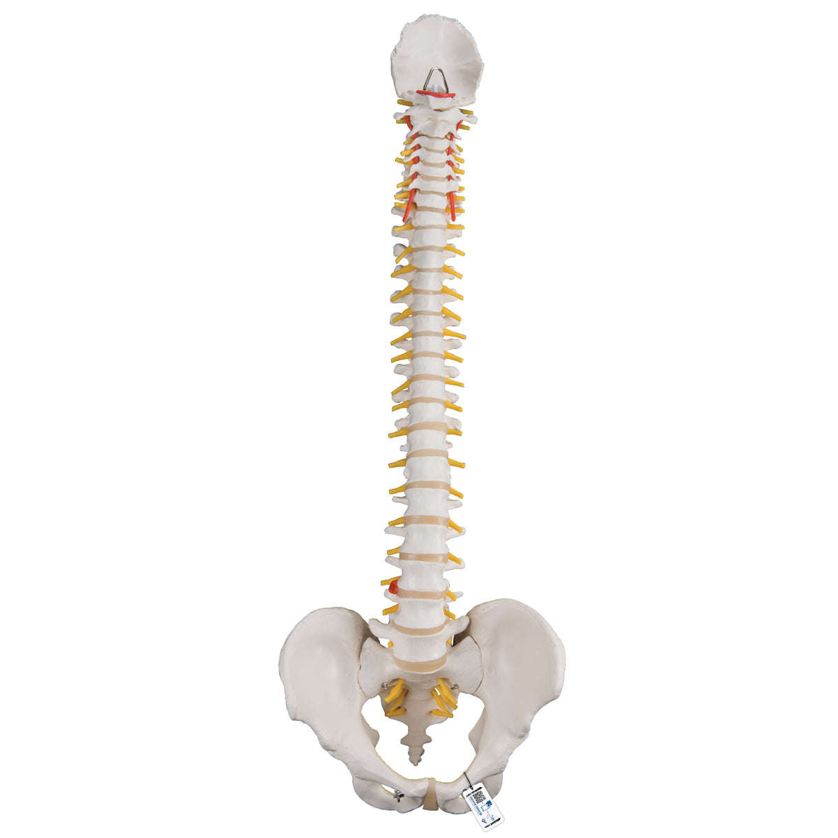 Classic Flexible Human Spine Model