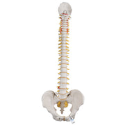 Classic Flexible Human Spine Model