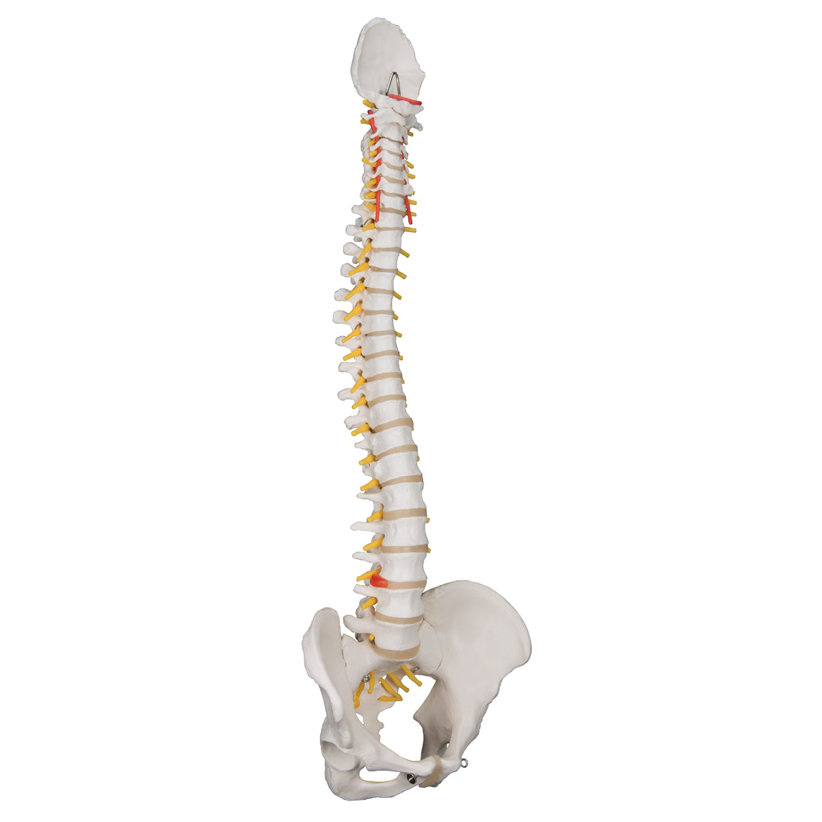Classic Flexible Human Spine Model
