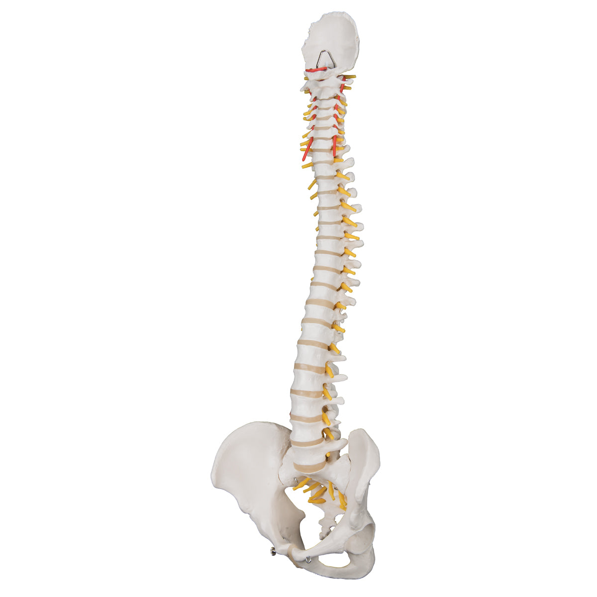 Classic Flexible Human Spine Model