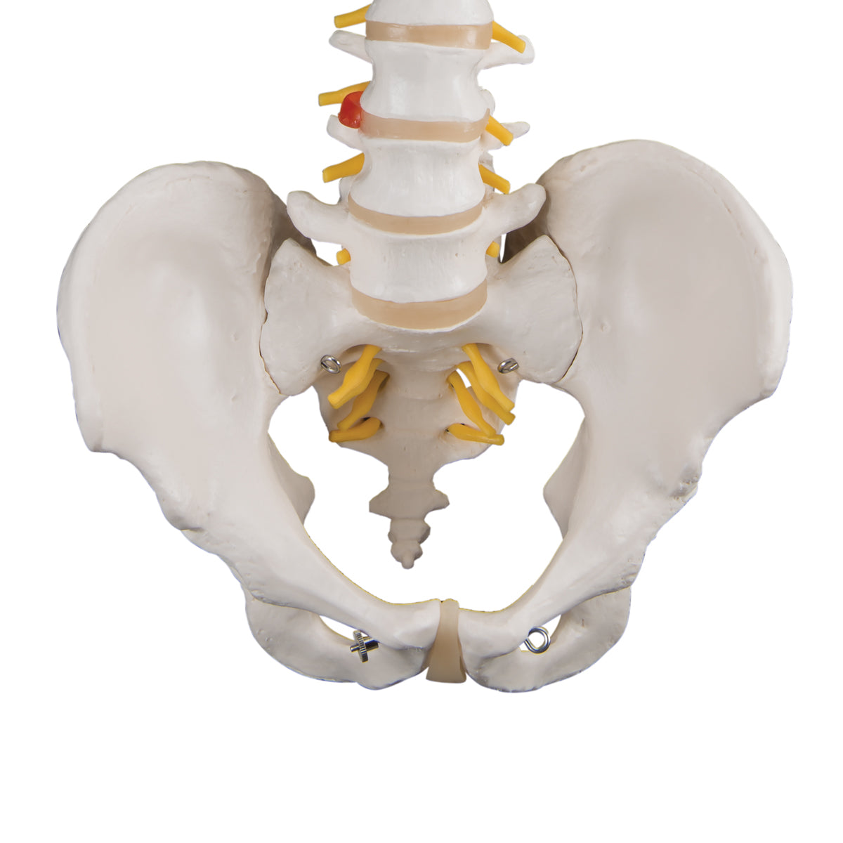 Classic Flexible Human Spine Model