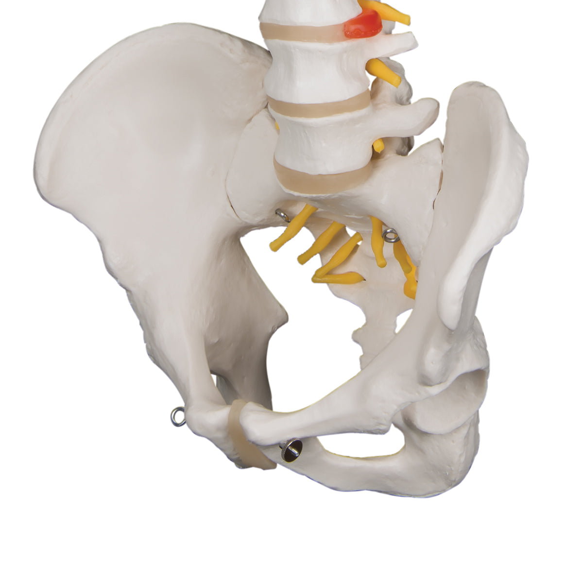 Classic Flexible Human Spine Model