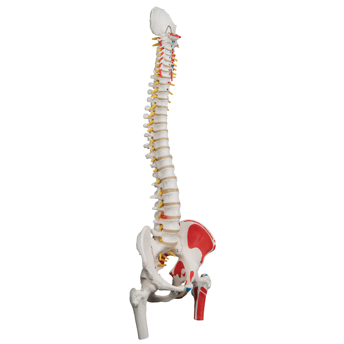 Classic Human Flexible Spine Model with Femur Heads & Painted Muscles