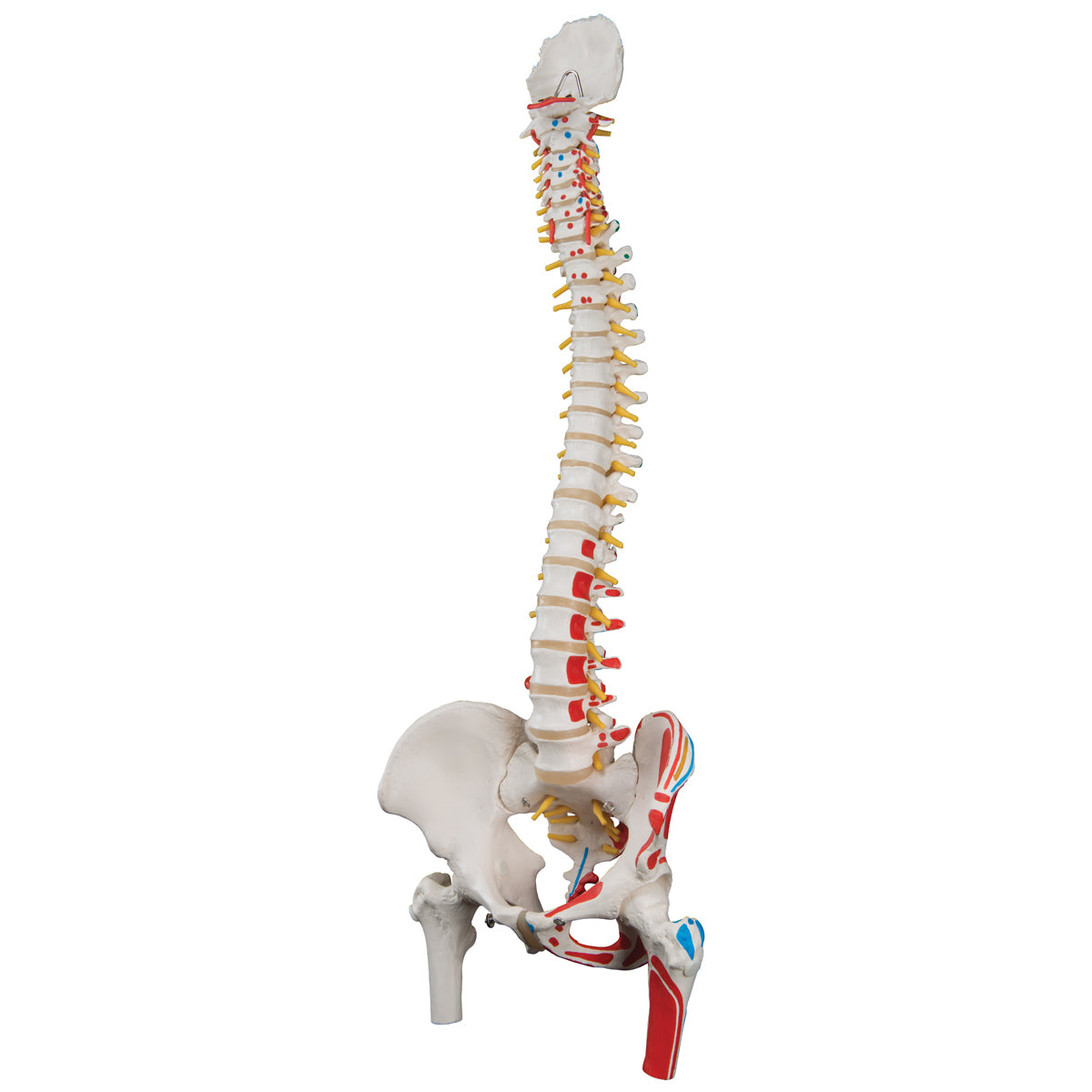 Classic Human Flexible Spine Model with Femur Heads & Painted Muscles