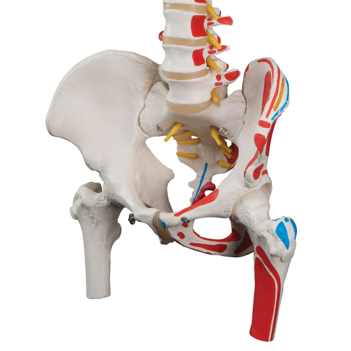 Classic Human Flexible Spine Model with Femur Heads & Painted Muscles