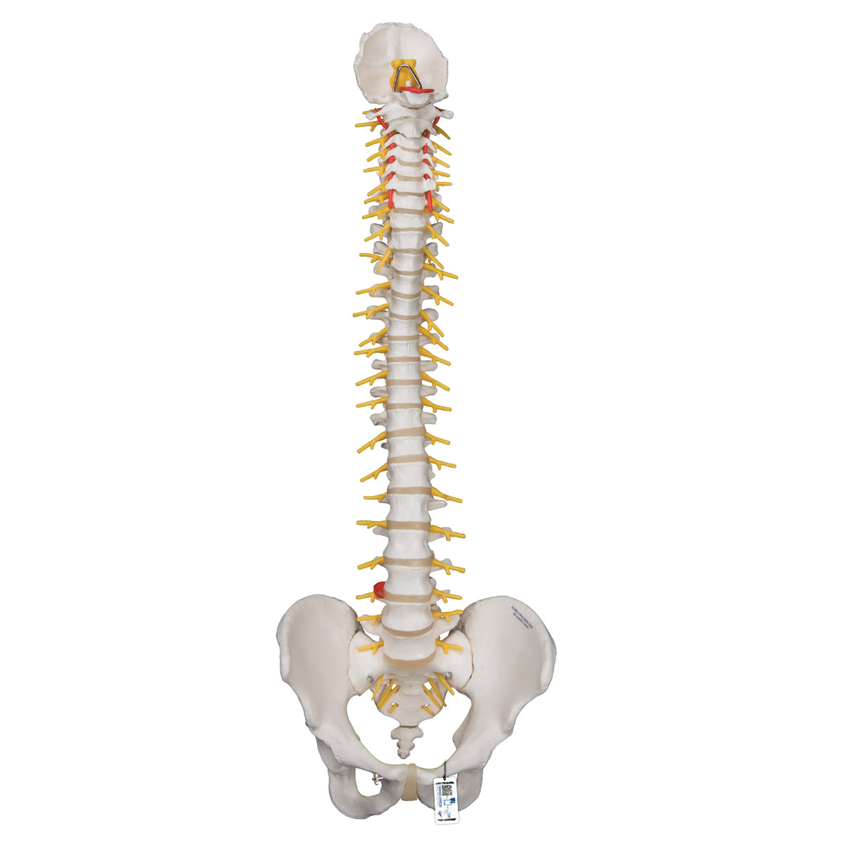 Deluxe Flexible Human Spine Model with Sacral Opening