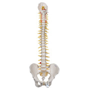 Deluxe Flexible Human Spine Model with Sacral Opening