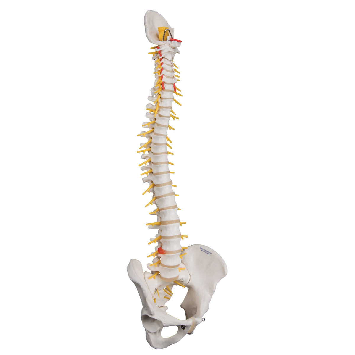Deluxe Flexible Human Spine Model with Sacral Opening