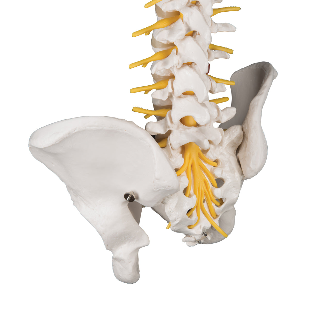 Deluxe Flexible Human Spine Model with Sacral Opening